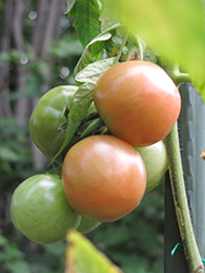 Better Boy Tomato (Solanum lycopersicum 'Better Boy') at The Green Spot Home & Garden