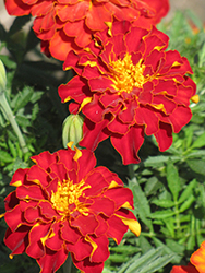 Safari Red Marigold (Tagetes patula 'Safari Red') at The Green Spot Home & Garden
