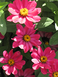 Zahara Cherry Zinnia (Zinnia 'Zahara Cherry') at The Green Spot Home & Garden