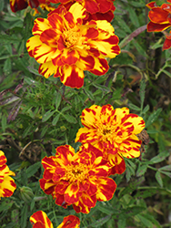 Safari Bolero Marigold (Tagetes patula 'Safari Bolero') at The Green Spot Home & Garden