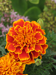 Janie Flame Marigold (Tagetes patula 'Janie Flame') at The Green Spot Home & Garden
