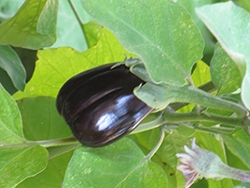 Black Beauty Eggplant (Solanum melongena 'Black Beauty') at The Green Spot Home & Garden