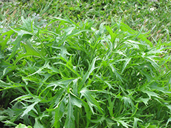 Arugula (Eruca sativa) at The Green Spot Home & Garden