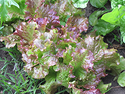 Red Salad Bowl Lettuce (Lactuca sativa var. crispa 'Red Salad Bowl') at The Green Spot Home & Garden