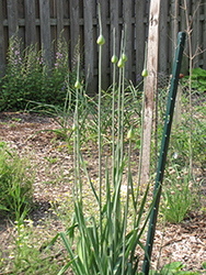 Garlic (Allium sativum) at The Green Spot Home & Garden