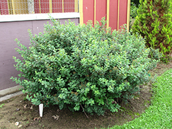 Tor Spirea (Spiraea betulifolia 'Tor') at The Green Spot Home & Garden