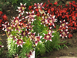 Cappuccino Lily (Lilium 'Cappuccino') at The Green Spot Home & Garden