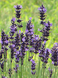 Hidcote Superior Lavender (Lavandula angustifolia 'Hidcote Superior') at The Green Spot Home & Garden