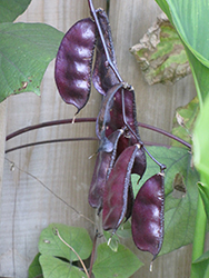 Runner Bean (Phaseolus coccineus) at The Green Spot Home & Garden