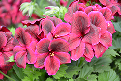 Elegance Burgundy Geranium (Pelargonium 'Elegance Burgundy') at The Green Spot Home & Garden