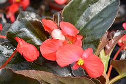 Whopper Red Bronze Leaf Begonia (Begonia 'Whopper Red Bronze Leaf') at The Green Spot Home & Garden
