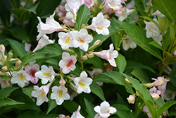 Sonic Bloom Pearl Reblooming Weigela (Weigela florida 'Bokrasopea') at The Green Spot Home & Garden