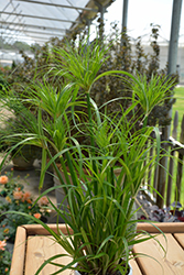 Prince Tut Egyptian Papyrus (Cyperus 'Prince Tut') at The Green Spot Home & Garden