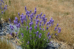 Hidcote Superior Lavender (Lavandula angustifolia 'Hidcote Superior') at The Green Spot Home & Garden