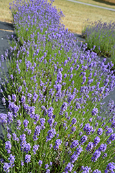 Hidcote Blue Lavender (Lavandula angustifolia 'Hidcote Blue') at The Green Spot Home & Garden