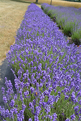 Hidcote Lavender (Lavandula angustifolia 'Hidcote') at The Green Spot Home & Garden