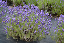 Hidcote Lavender (Lavandula angustifolia 'Hidcote') at The Green Spot Home & Garden