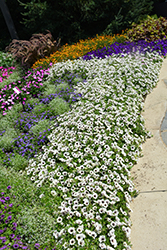 Supertunia Latte Petunia (Petunia 'Supertunia Latte') at The Green Spot Home & Garden