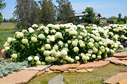 Incrediball Hydrangea (Hydrangea arborescens 'Abetwo') at The Green Spot Home & Garden
