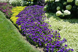Supertunia Royal Velvet Petunia (Petunia 'Supertunia Royal Velvet') at The Green Spot Home & Garden