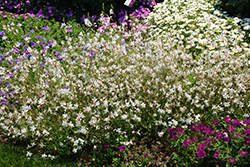 Stratosphere White Gaura (Gaura lindheimeri 'Gautalwi') at The Green Spot Home & Garden