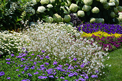 Stratosphere White Gaura (Gaura lindheimeri 'Gautalwi') at The Green Spot Home & Garden