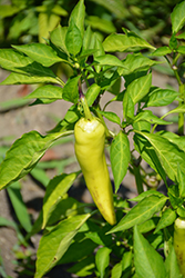 Hungarian Hot Wax Pepper (Capsicum annuum 'Hungarian Hot Wax') at The Green Spot Home & Garden