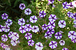 Supertunia Violet Star Charm Petunia (Petunia 'Supertunia Violet Star Charm') at The Green Spot Home & Garden