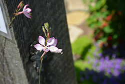 Stratosphere Pink Picotee Gaura (Gaura lindheimeri 'Gaudpin') at The Green Spot Home & Garden