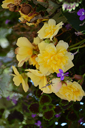 Illumination Lemon Begonia (Begonia 'Illumination Lemon') at The Green Spot Home & Garden