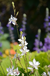 Stratosphere White Gaura (Gaura lindheimeri 'Gautalwi') at The Green Spot Home & Garden