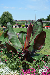 Red Banana (Ensete ventricosum 'Maurelii') at The Green Spot Home & Garden