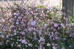 Stratosphere Pink Picotee Gaura (Gaura lindheimeri 'Gaudpin') at The Green Spot Home & Garden