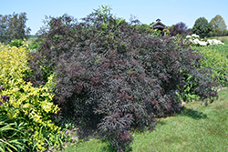 Black Lace Elder (Sambucus nigra 'Eva') at The Green Spot Home & Garden