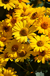 Tuscan Sun False Sunflower (Heliopsis helianthoides 'Tuscan Sun') at The Green Spot Home & Garden