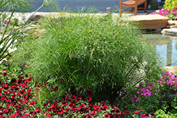 Prince Tut Egyptian Papyrus (Cyperus 'Prince Tut') at The Green Spot Home & Garden