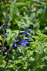 Black And Blue Anise Sage (Salvia guaranitica 'Black And Blue') at The Green Spot Home & Garden