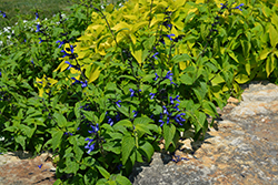 Black And Blue Anise Sage (Salvia guaranitica 'Black And Blue') at The Green Spot Home & Garden