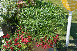 Baby Tut Umbrella Grass (Cyperus involucratus 'Baby Tut') at The Green Spot Home & Garden