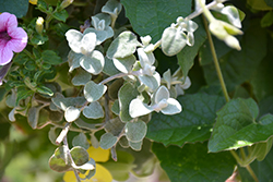 White Licorice Licorice Plant (Helichrysum petiolare 'White Licorice') at The Green Spot Home & Garden