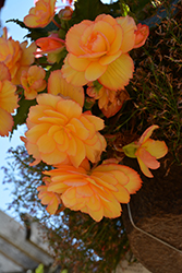 Illumination Golden Picotee Begonia (Begonia 'Illumination Golden Picotee') at The Green Spot Home & Garden