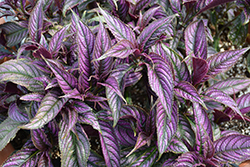 Persian Shield (Strobilanthes dyerianus) at The Green Spot Home & Garden