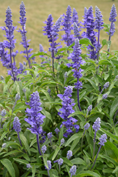 Victoria Blue Salvia (Salvia farinacea 'Victoria Blue') at The Green Spot Home & Garden