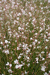 Whirling Butterflies Gaura (Gaura lindheimeri 'Whirling Butterflies') at The Green Spot Home & Garden