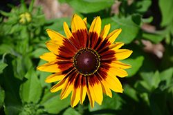 Denver Daisy Coneflower (Rudbeckia hirta 'Denver Daisy') at The Green Spot Home & Garden