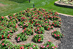 Bounce Bright Coral Impatiens (Impatiens 'Balbocour') at The Green Spot Home & Garden