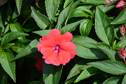 Bounce Bright Coral Impatiens (Impatiens 'Balbocour') at The Green Spot Home & Garden