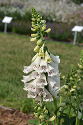 Dalmatian White Foxglove (Digitalis purpurea 'Dalmatian White') at The Green Spot Home & Garden