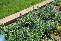 Lyrical Blues Meadow Sage (Salvia nemorosa 'Balyriclu') at The Green Spot Home & Garden