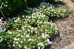 Rapido White Bellflower (Campanula carpatica 'Rapido White') at The Green Spot Home & Garden